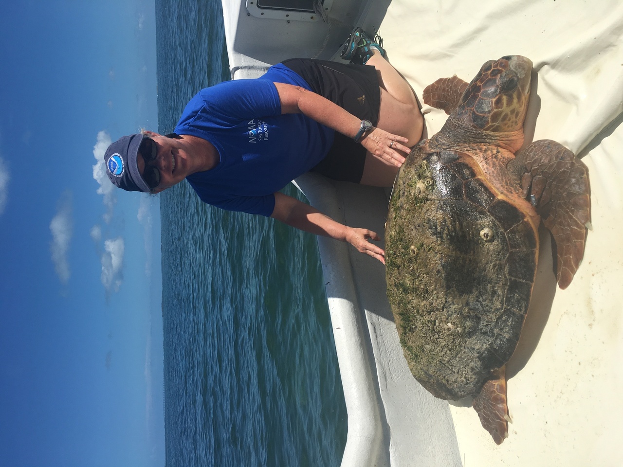 A loggerhead sea turtle in Florida Bay