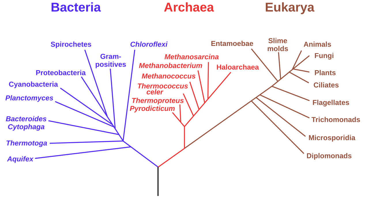 The Domains of Life.