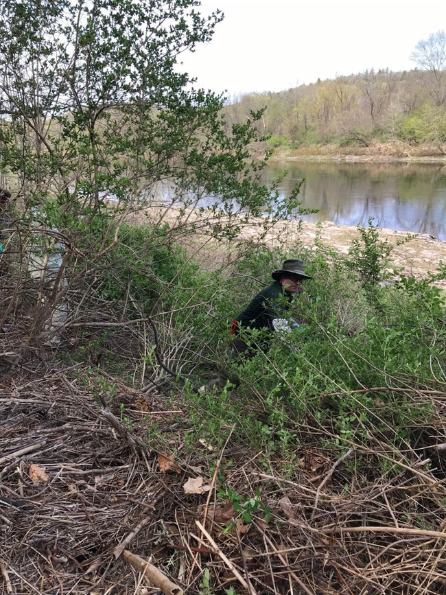 Park staff restore the Calcareous Riverside Outcrops and Seeps at Smith's Ferry by removing invasive shrubs.