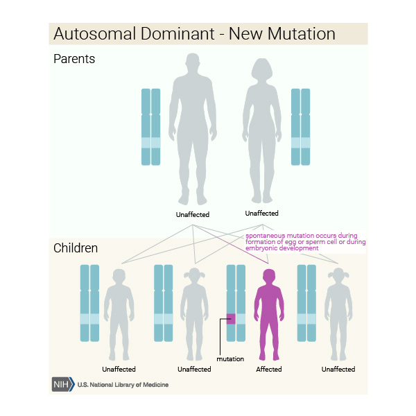 Neither parent has the mutated gene. A spontaneous mutation occurs during the formation of an egg or sperm cell during embryonic development, leading to an affected child.
