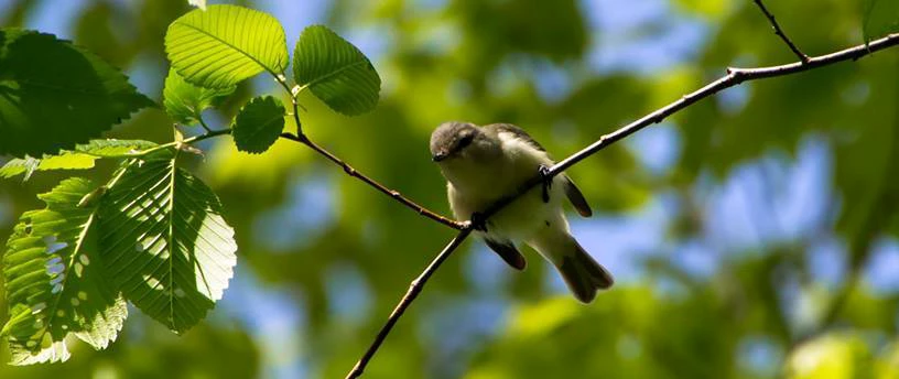 A bird with a yellow breast and belly and brownish head, back, wing, and tail feathers perched on a branch.