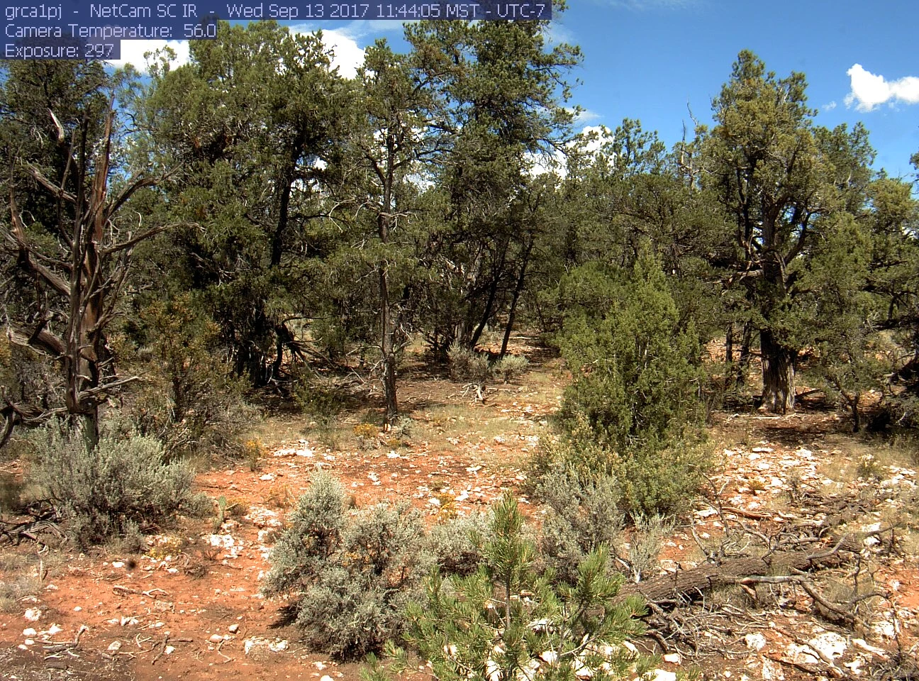 Pinyon-juniper woodland from a fixed camera in 2017