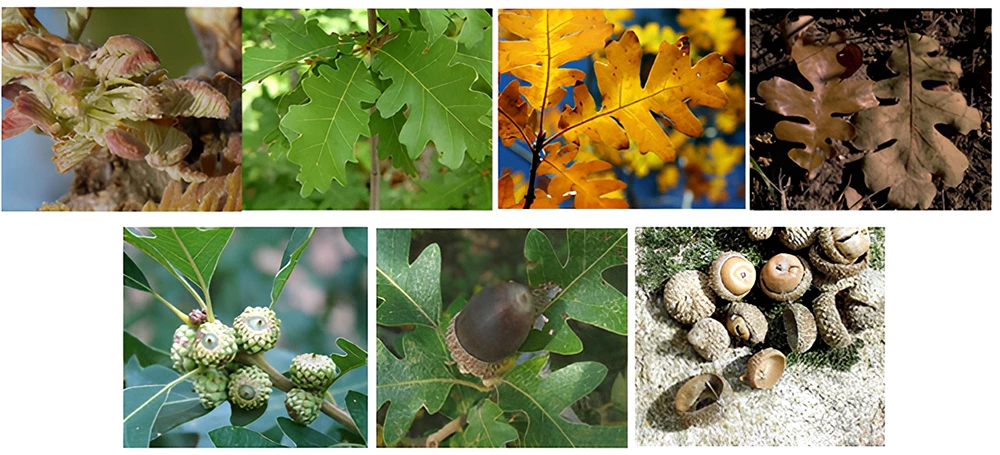 A composite image of the stages of Gambel oak growth, from leaf buds to acorns.