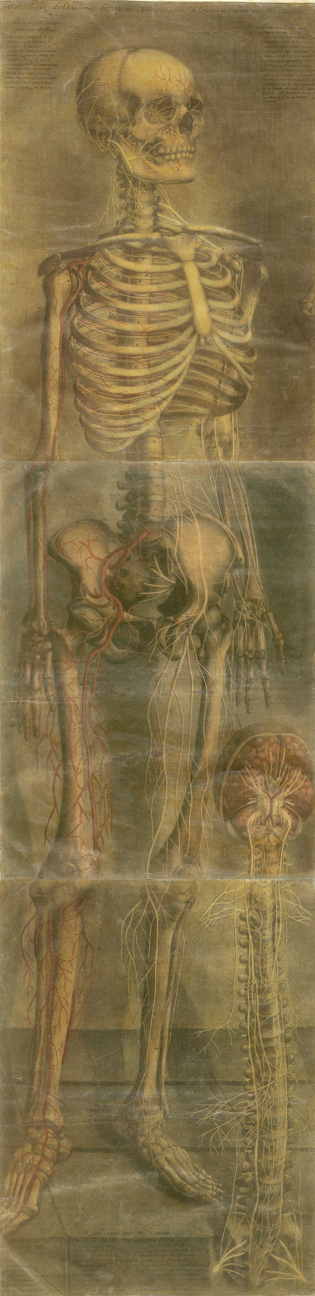 A large color print of a skeleton with a brain and spinal cord beside it
