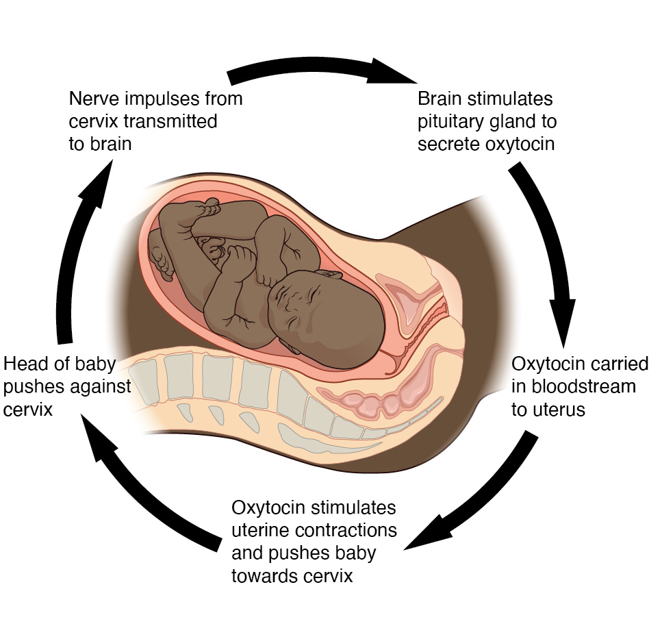 This diagram shows the steps of a positive feedback loop as a series of stepwise arrows looping around a diagram of an infant within the uterus of a pregnant woman. Initially the head of the baby pushes against the cervix, transmitting nerve impulses from the cervix to the brain. Next the brain stimulates the pituitary gland to secrete oxytocin which is carried in the bloodstream to the uterus. Finally, the oxytocin simulates uterine contractions and pushes the baby harder into the cervix. As the head of the baby pushes against the cervix with greater and greater force, the uterine contractions grow stronger and more frequent. This mechanism is a positive feedback loop.