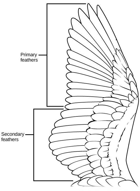 A bird’s wing with long primary feathers at the tip and shorter secondary feathers overlying them