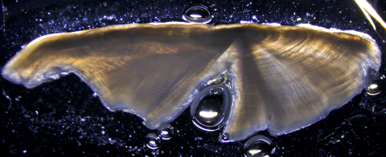 2041x830-Otolith-cross-section-onaga.jpg