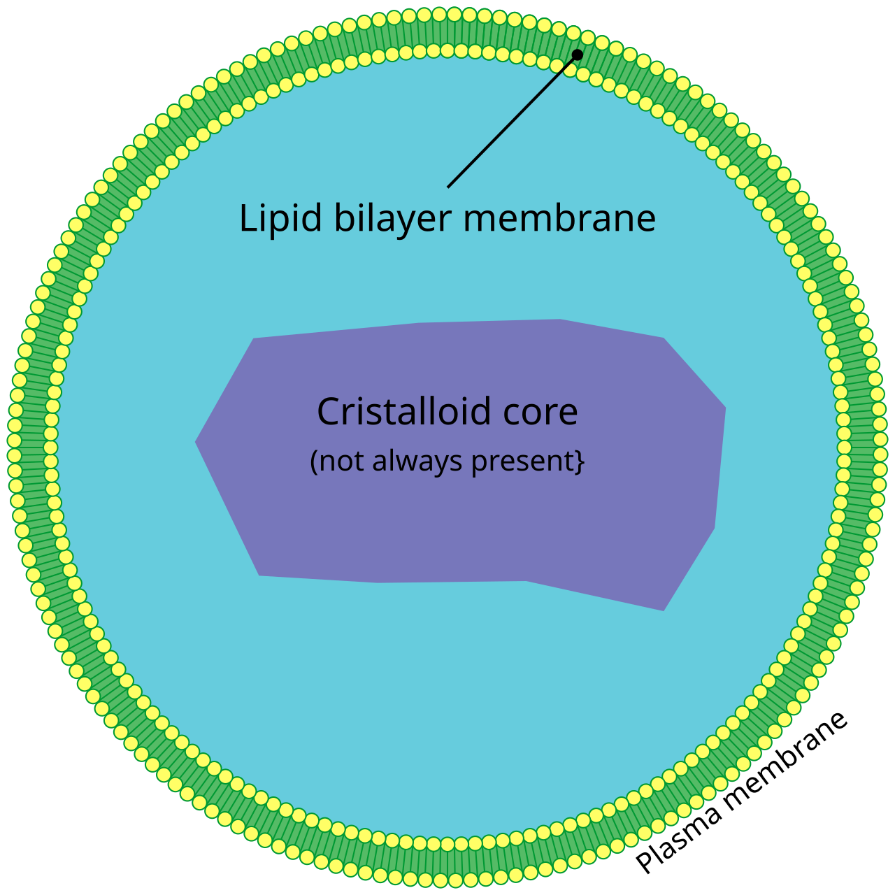 Peroxisome Structure