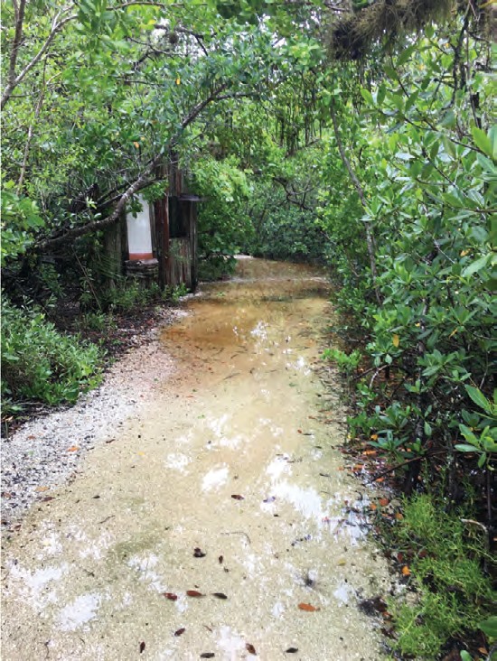 A sandy trail through shrubs covered by shallow floodwater