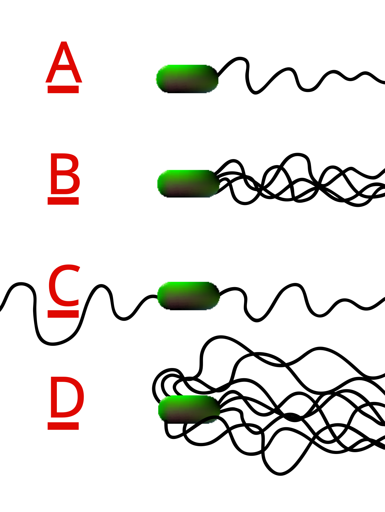A- monotrichous, B- lophotrichous, C-amphitrichous, D- peritrichous