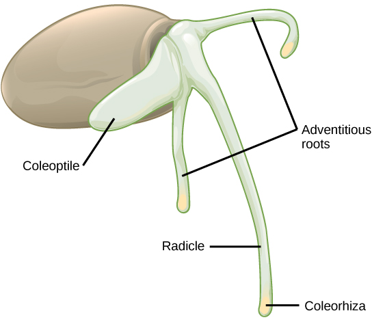 Illustration shows a round seed with a long thin radicle, or primary root, extending down from it. A yellow tip , the coleorhiza, is visible at the end of the root. Two shorter adventitious roots extend down on either side of the radicle. Growing up from the root is a thicker coleoptile, or primary shoot.