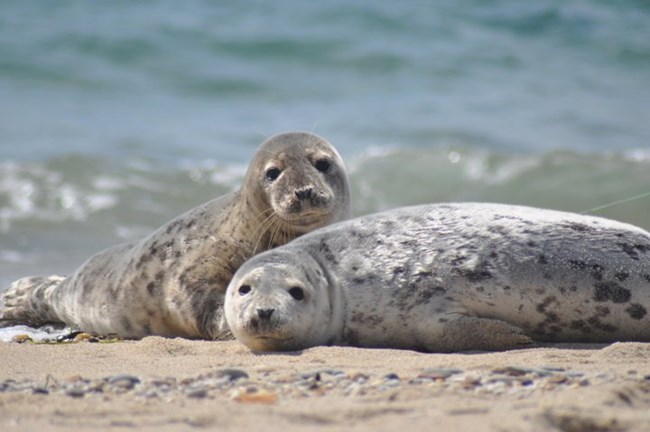 Two seals on a sandy beach with the ocean behind