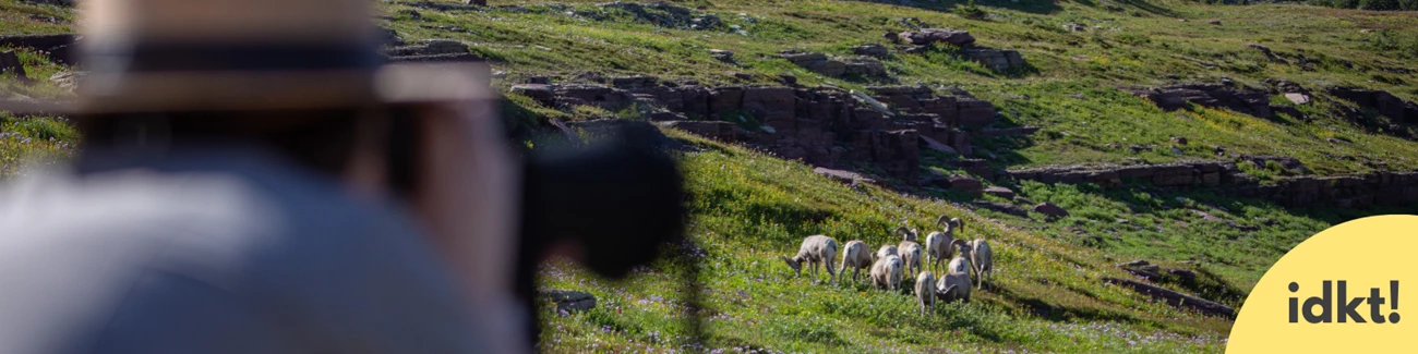 A ranger looks through a spotting scope at a herd of bighorn sheep far away