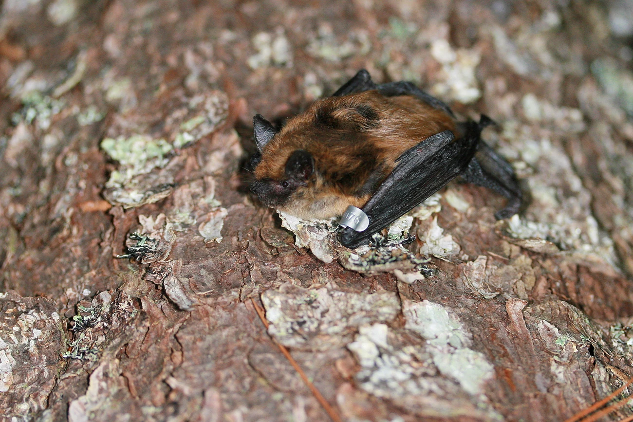 A small reddish-brown bat with a metal band on its wing clings to a tree trunk