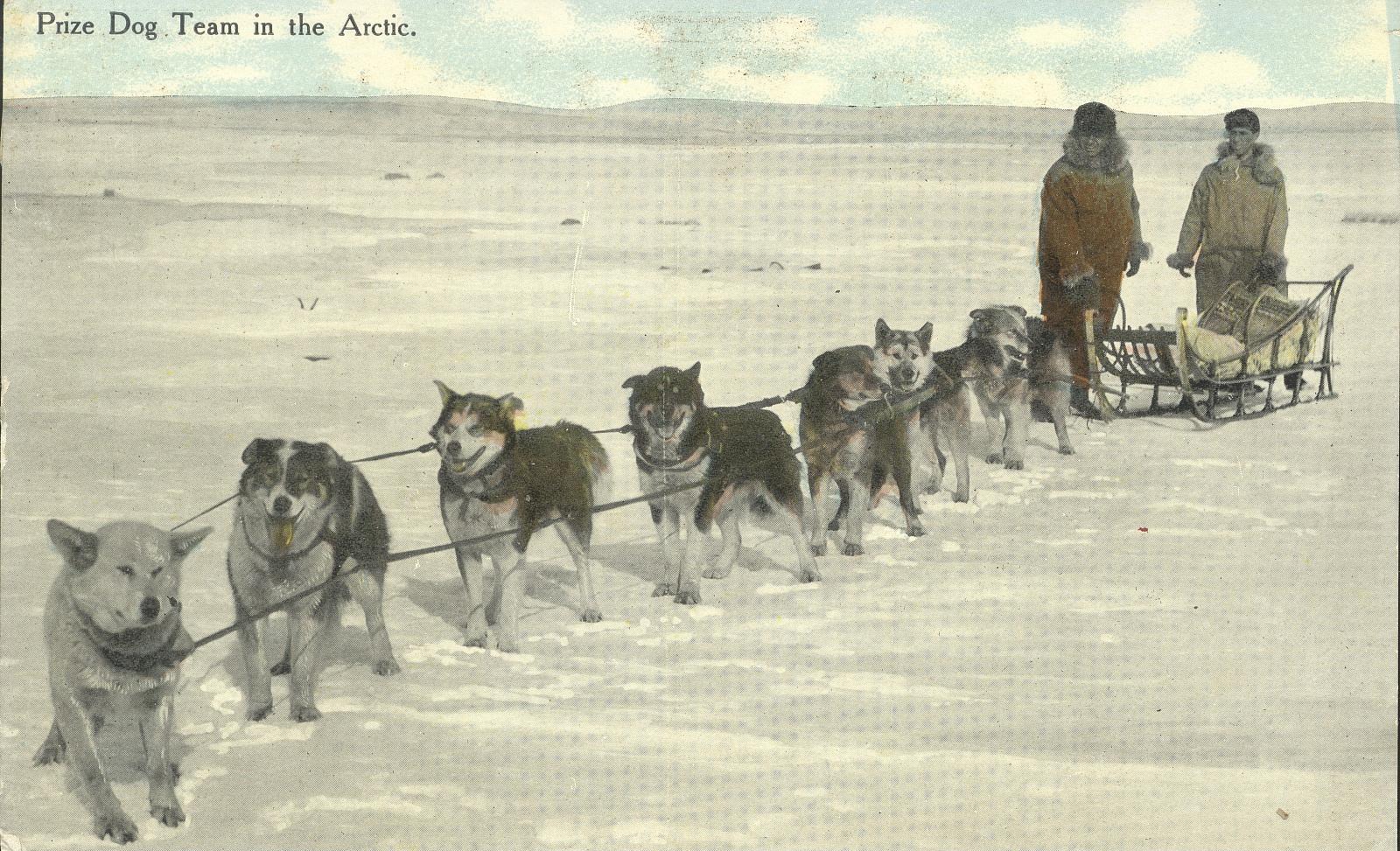 Photograph of postcard of prize dog team in the Arctic