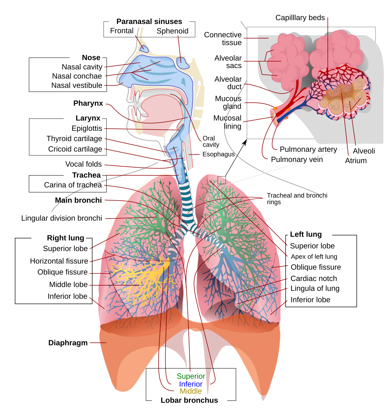 The human respiratory system.