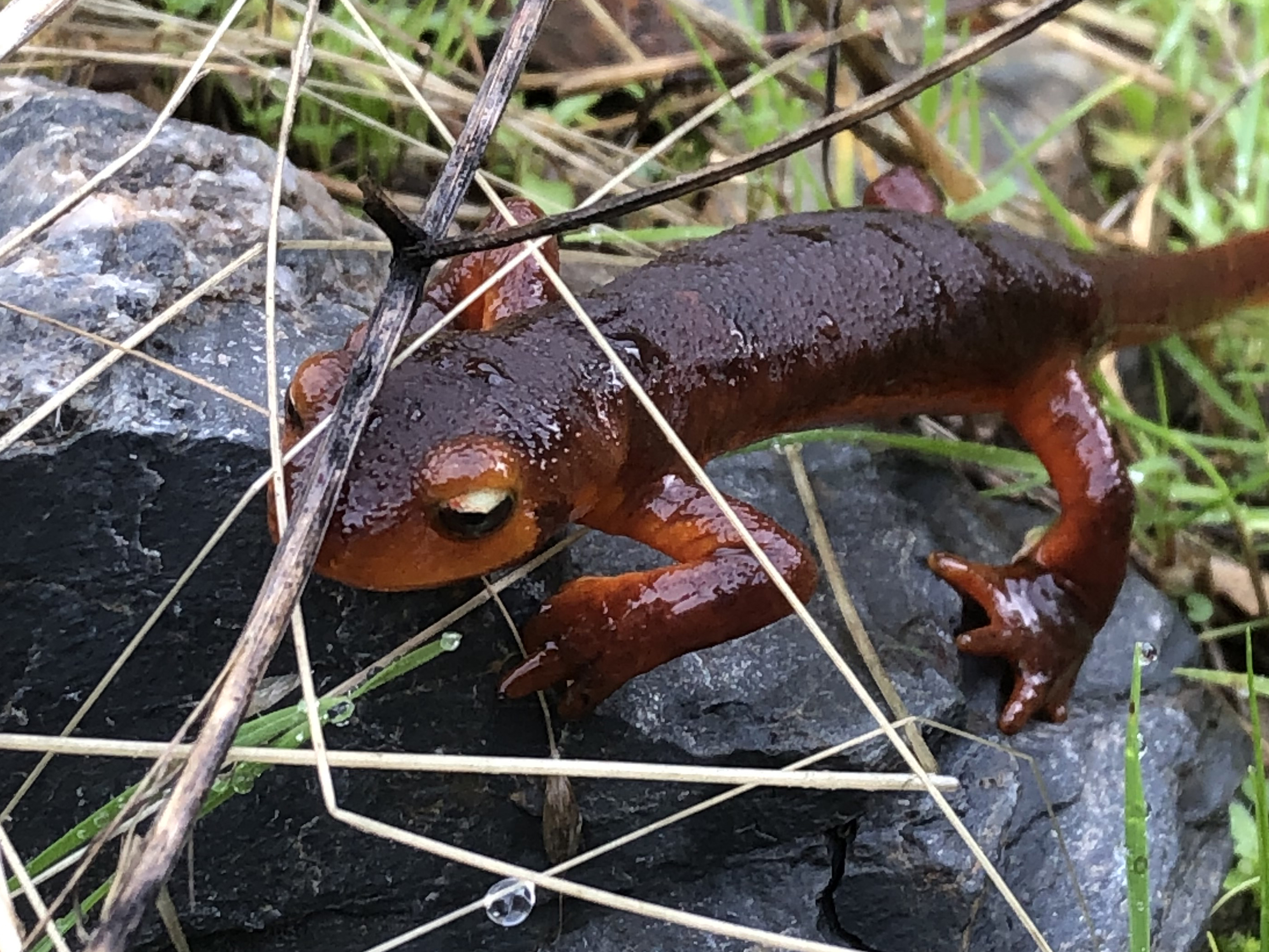 A small dark-red newt on a rock in grass.