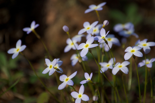 Photo shows blue flowers all tilted in the same direction. The flowers have four small petals and a yellow center, and each flower sits atop a slender green stem.