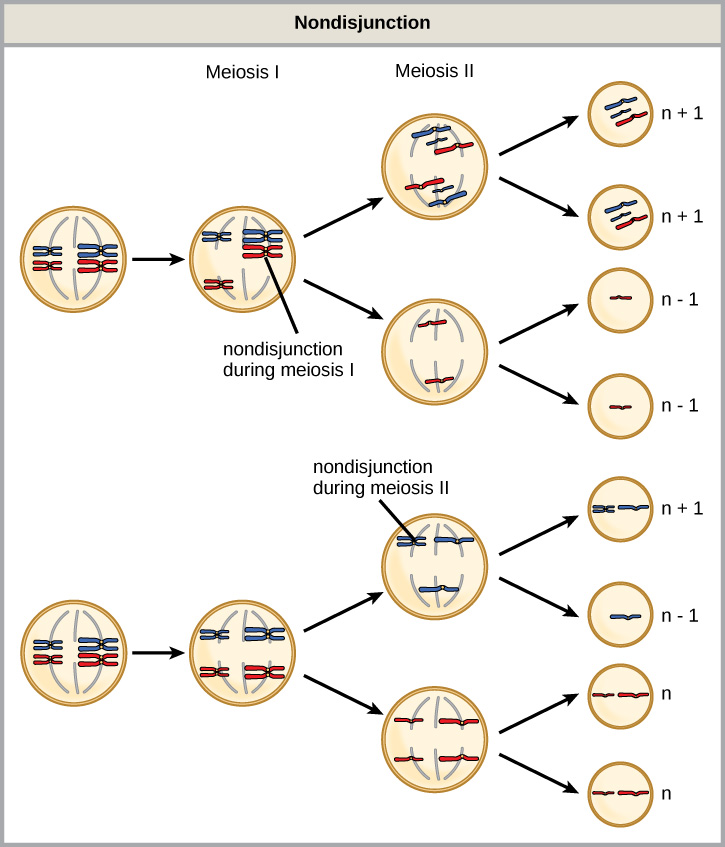 This illustration shows nondisjunction that occurs during meiosis I. Nondisjunction during meiosis I occurs when a homologous pair fails to separate, and results in two gametes with n + 1 chromosomes, and two gametes with n − 1 chromosomes. Nondisjunction during meiosis II would occur when sister chromatids fail to separate, and results in one gamete with n + 1 chromosomes, one gamete with n − 1 chromosomes, and two normal gametes.