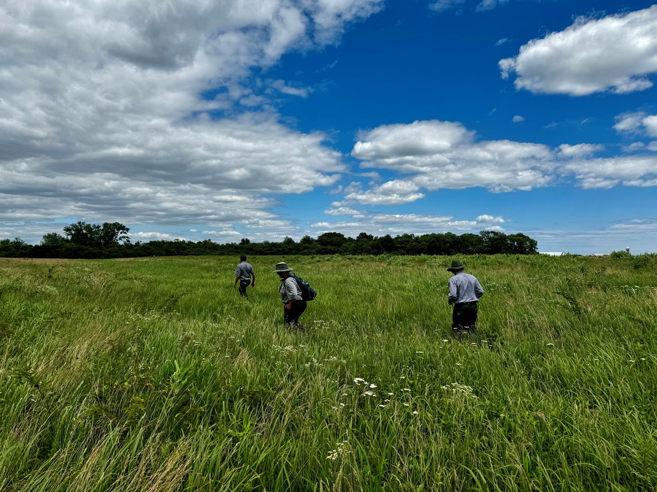 Three people wade through knee-high grassland.