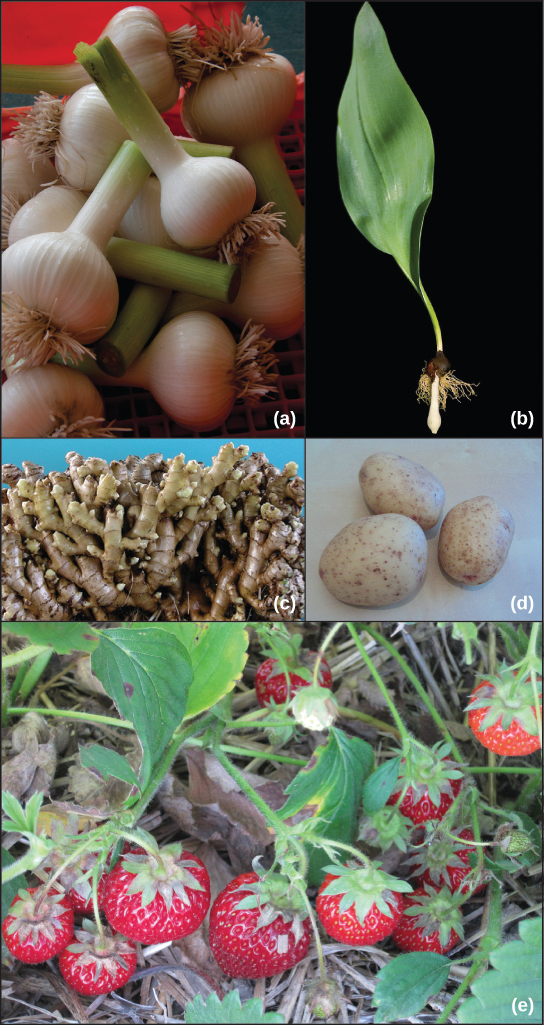 Shown are photos of various roots. Part A shows bulbous garlic roots. Part B shows a tulip bulb that has sprouted a leaf. Part C shows ginger root, which has many branches. Part D shows three potato tubers. Part E shows a strawberry plant.