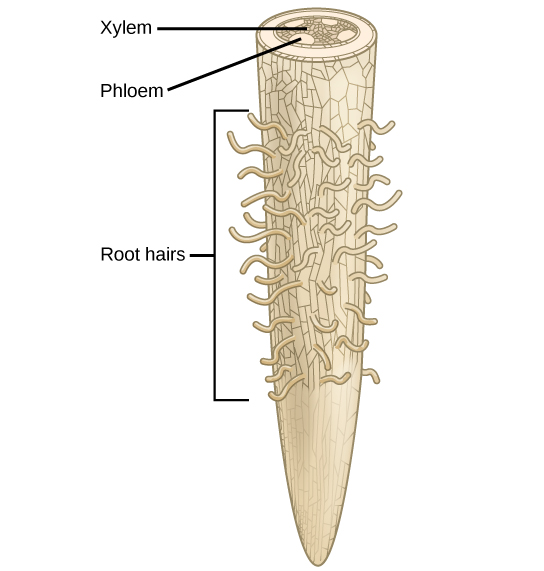 Illustration shows a root tip. The tip of the root is bare, and hairs grow further up. A cross section at the top of the root reveals xylem tissue interspersed by four ovals containing phloem at the periphery.