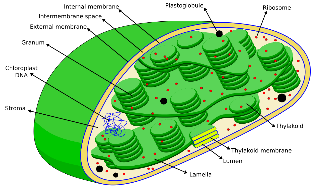 Chloroplast