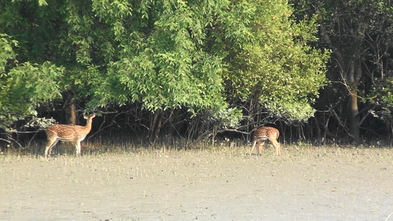 সুন্দরবন জাতীয় উদ্যান