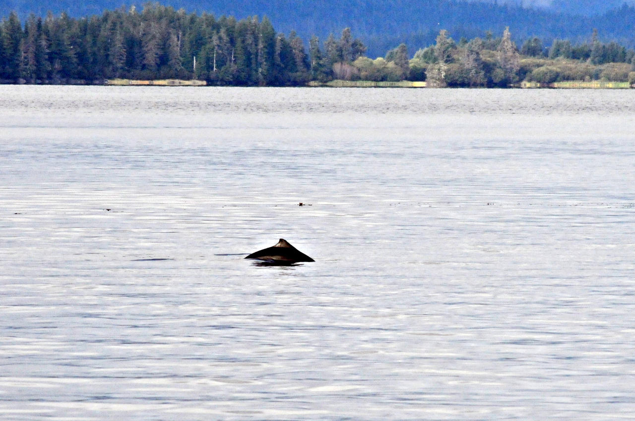 POrpoise2_Credit NOAA K.Parsons.JPG