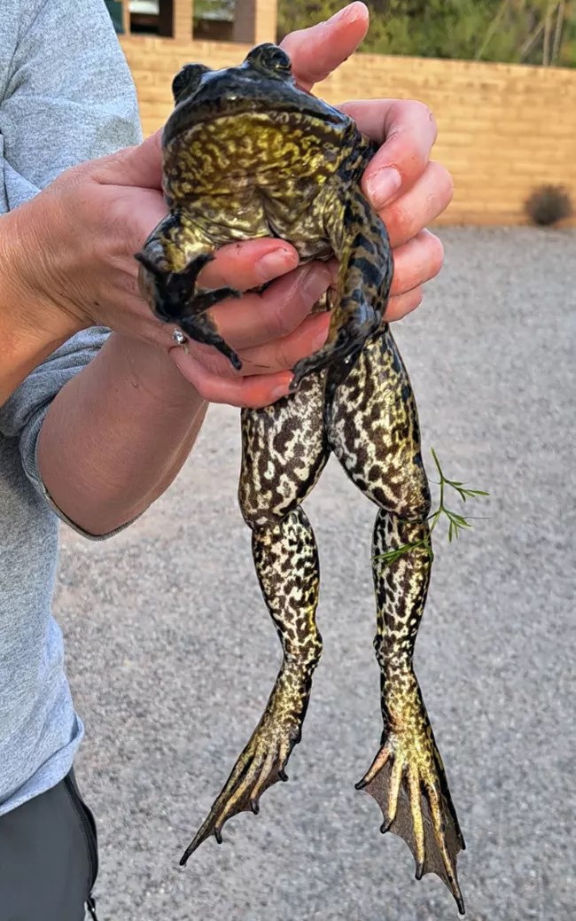 Hands holding a large, dark green spotted American bullfrog