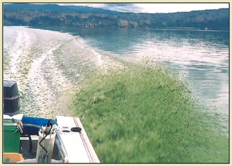 Algal toxins in Upper Klamath Lake, Oregon: Linking water quality to juvenile sucker health