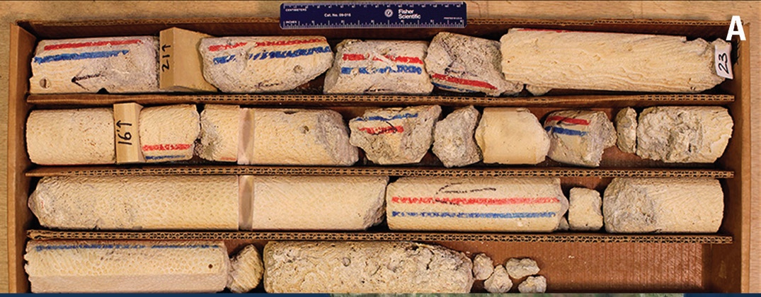 Caja de núcleos de perforación de arrecife fósil, cilindros de roca clara marcados con líneas rojas y azules