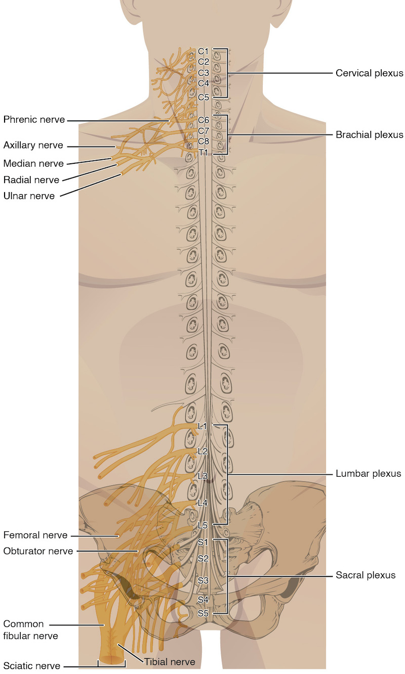 This figure shows a torso of a human body. The spinal cord is shown in the body and the main nerves along the spinal cord are labeled.