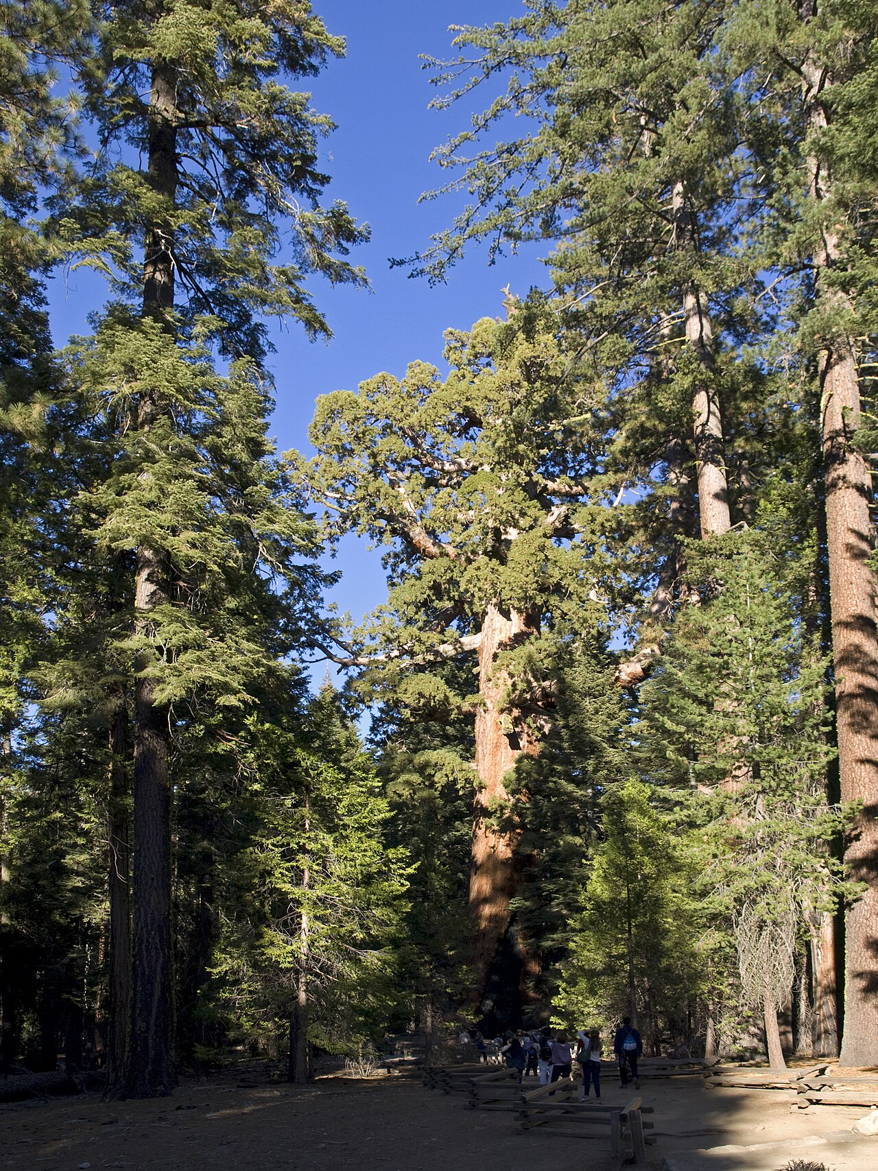 California Tree (в центре) в роще Марипоса