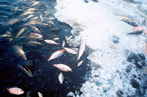 Fish kills, like this one in the Chautauqua National Wildlife Refuge, can result from hypoxia, or very low levels of oxygen in the water. Hypoxia occurs when excessive algae block out sunlight, killing off underwater plants, which decay and deplete t