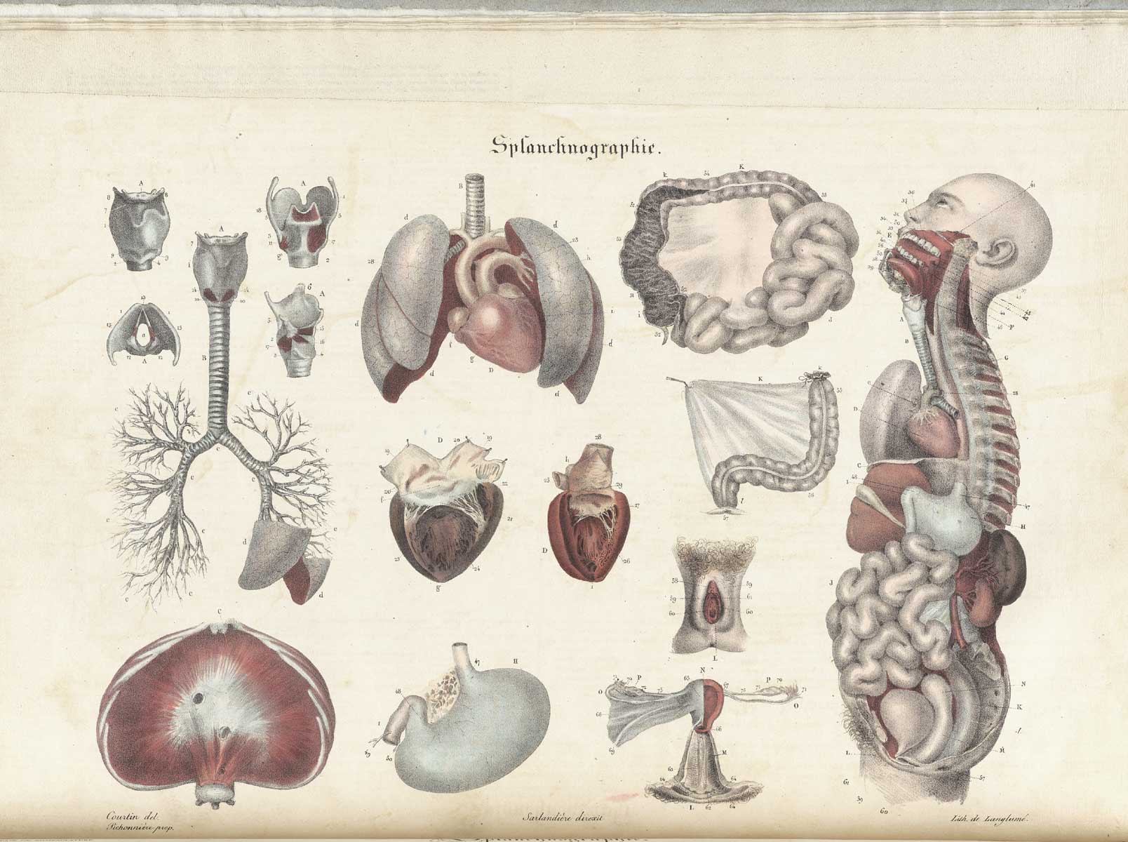 Plate 9 of Jean-Baptiste Sarlandière's Anatomie méthodique, ou Organographie humaine en tableaux synoptiques, avec figures, featuring the splanchographie or entrails of the body cavity.