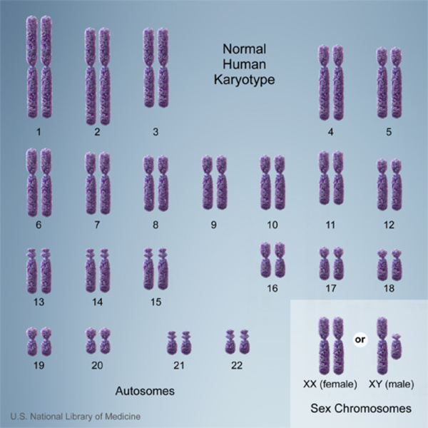 Normal human karyotype with 22 pairs of autosomes and two sex chromosomes, either two X chromosomes or an X and a Y chromosome.