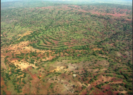Acacia trees planted on terraces in Niger