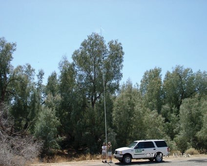 Tamarisk and native trees of different heights.