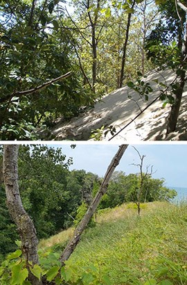 Two photos of the same dune: in 2012 under a tree canopy, and in 2023 open and covered in grasses.