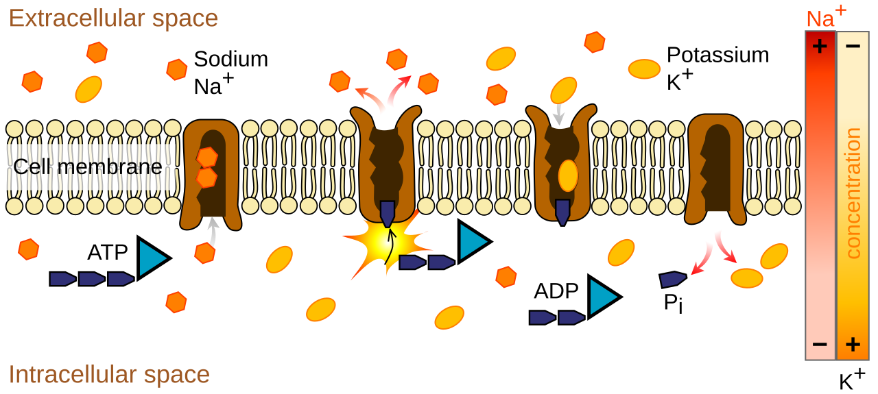Sodium-Potassium pump generating a concentration gradient
