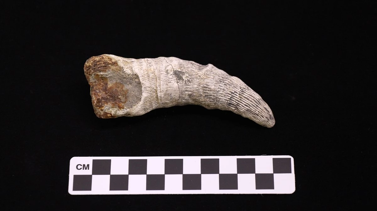 A small, horn-shaped fossil
