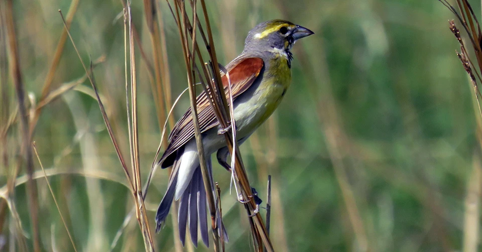 A bird with a thick, black bill, a grayish body, a yellow chest with a black spot in the center, a yellow stripe over the eye, and chestnut and dark brown wings perched on a thin blade of grass.