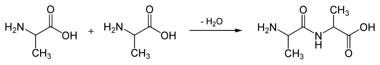 Peptide bond formation