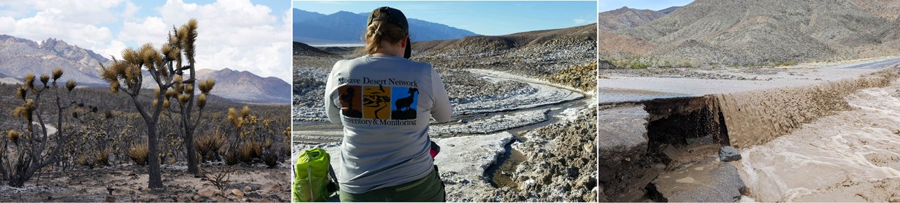 Left image: Joshua trees burmed in a 2023 wildfire; middle image: flood waters from Hurricane Hilary flow over damaged road; right image: view of woman gazing out over desert landscape, monitoring a desert spring.