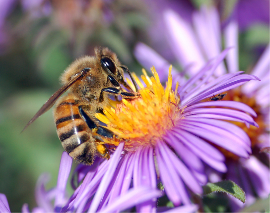 Photo shows a fat, yellow and black bumblebee drinking nectar from a purple and yellow flower.