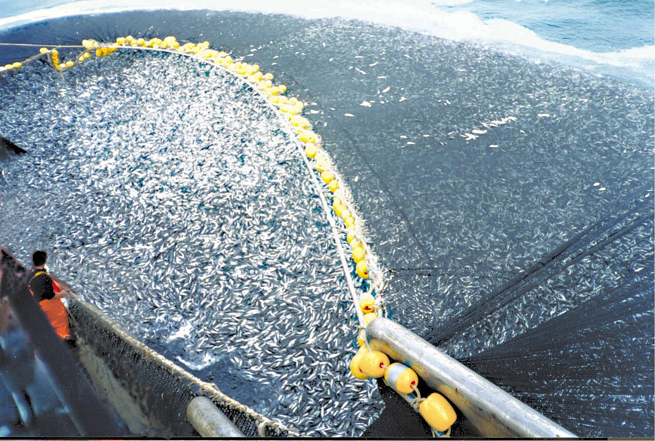 Purse seine