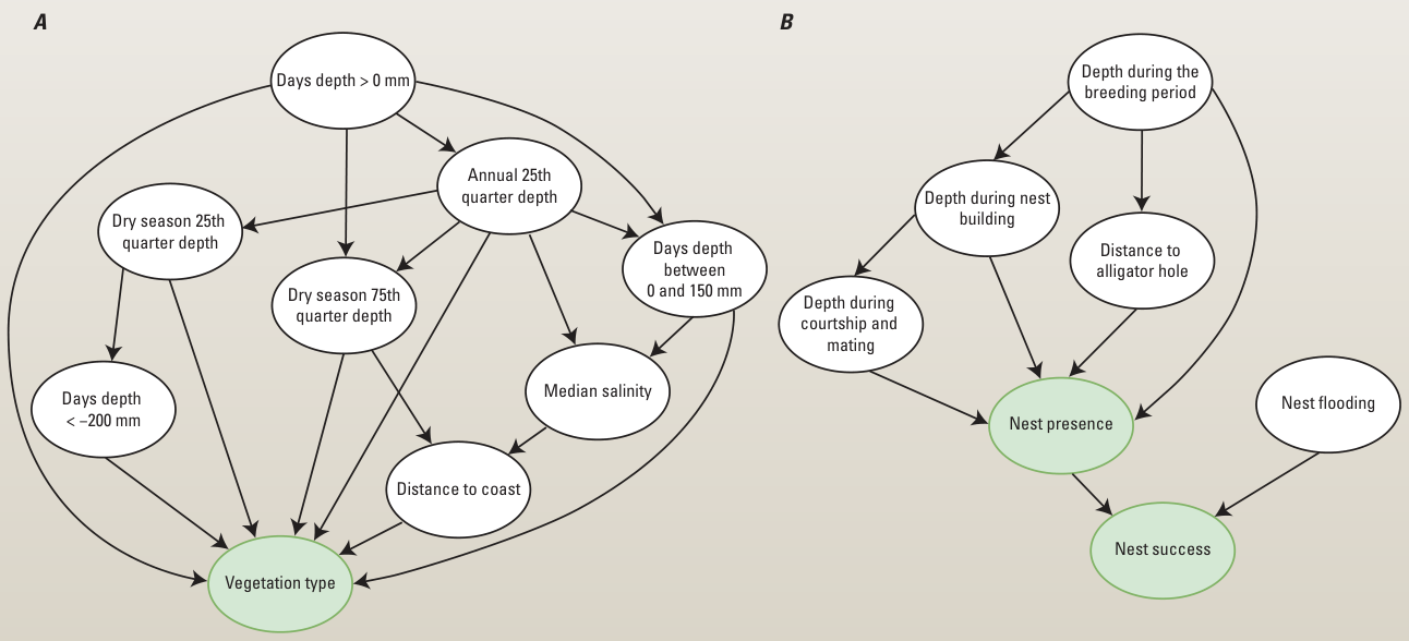 Two influence diagrams: one linking water depth, salinity and distance to coast to vegetation type, the other linking water depths and distance to alligator holes to alligator nest presence and success