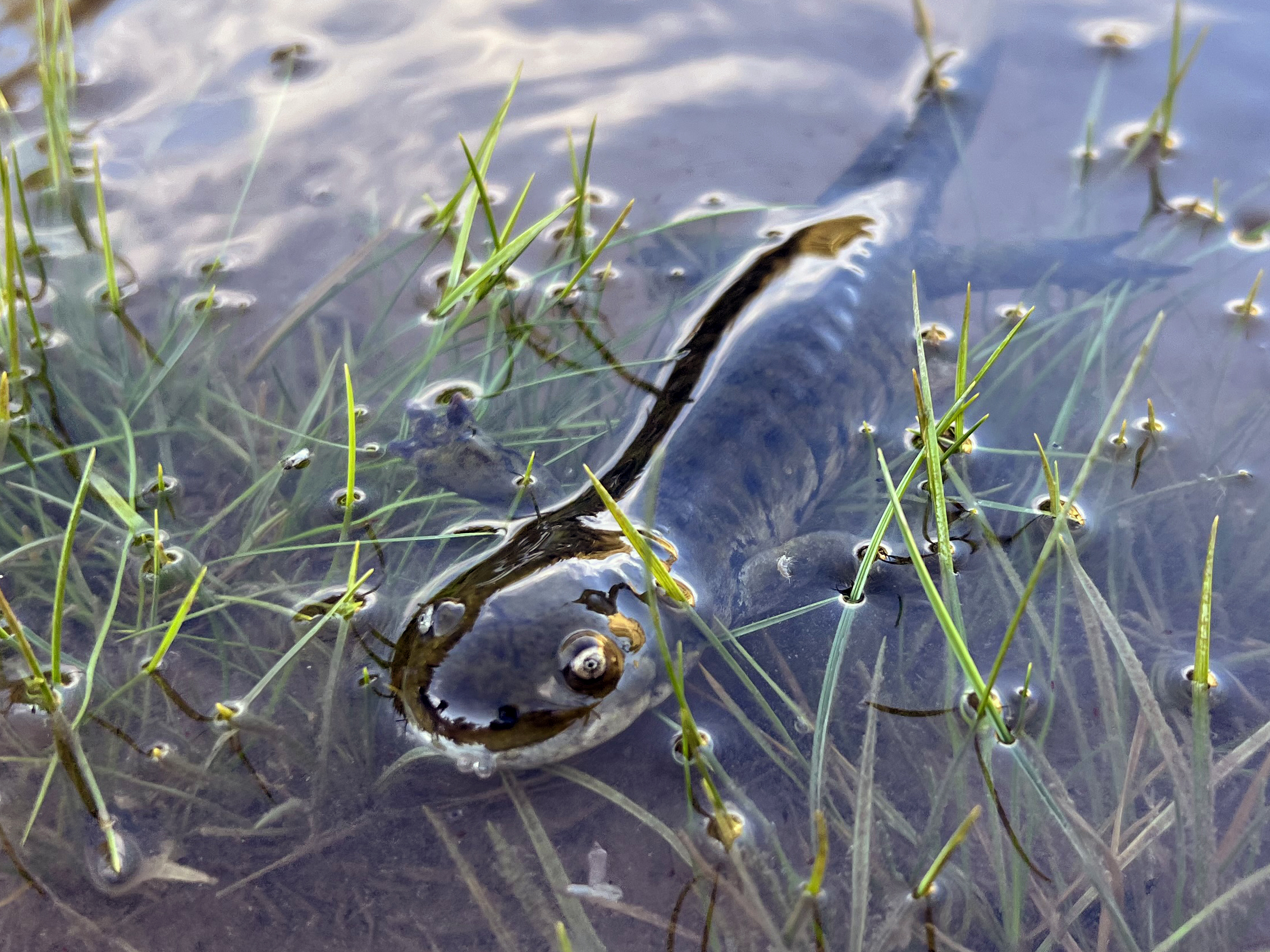 A salamander swimming to shore.