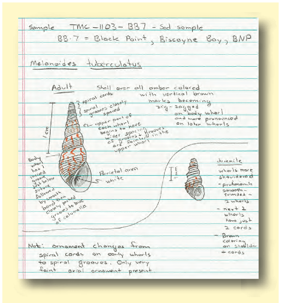 An example of the type of notes and sketches made by scientists when studying and measuring distinguishing characteristics of snails.